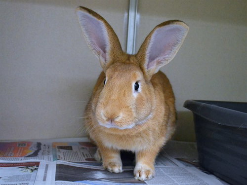 SUNNY, a rabbit for adoption from Dumb Friends League