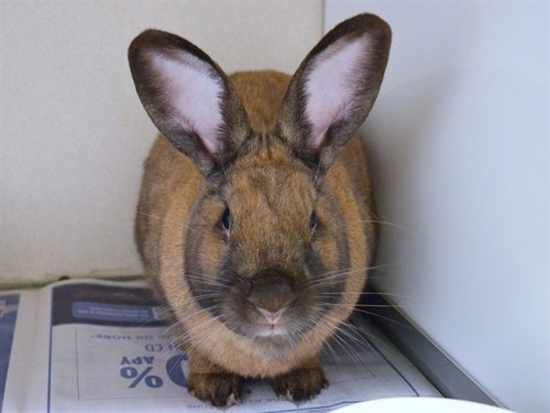 KIKI, a rabbit for adoption from Dumb Friends League