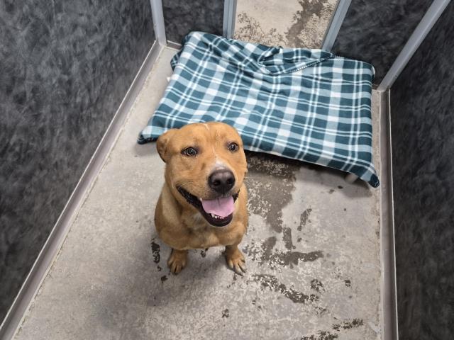 Rocket, Pit Bull Terrier
