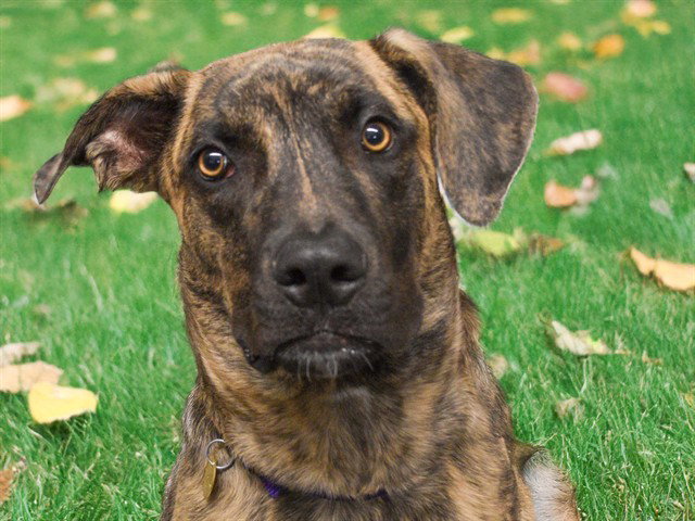 Banx, Mastiff