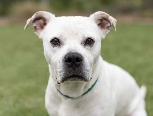 Katara, Pit Bull Terrier