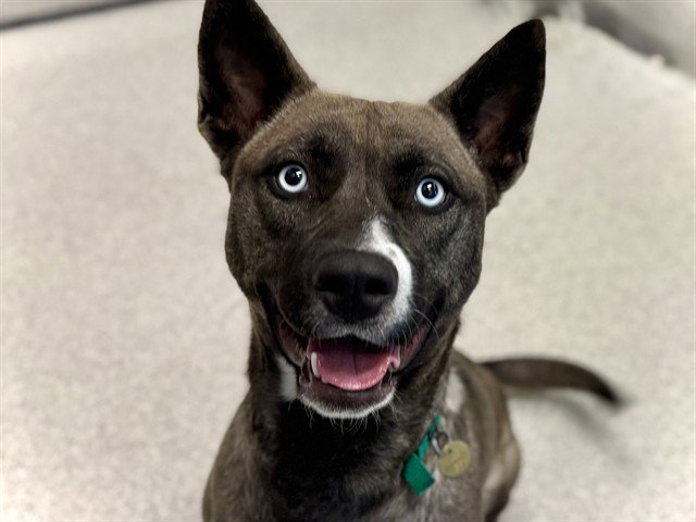Stella, Pit Bull Terrier