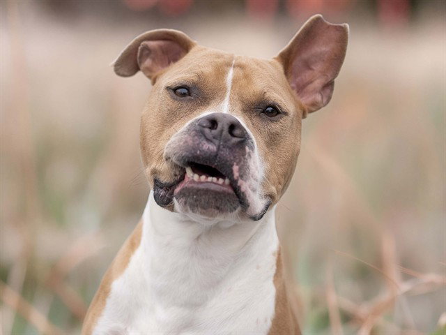 Prince, Staffordshire Bull Terrier