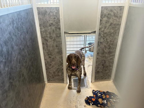 TOMMY, a dog for adoption from Dumb Friends League