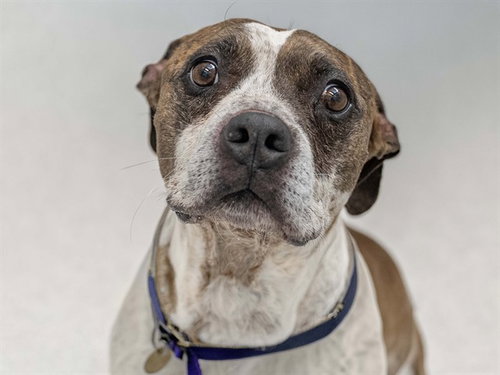 LEIZO, a dog for adoption from Dumb Friends League