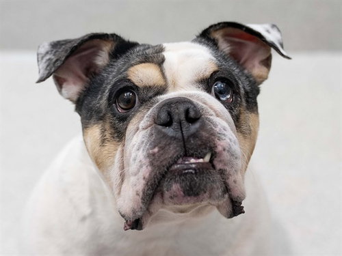 ANGEL, a dog for adoption from Dumb Friends League