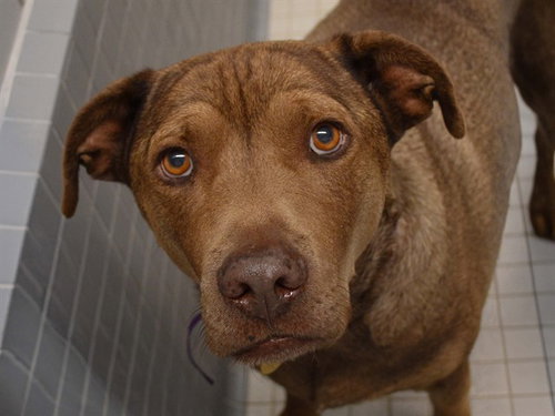 SMOKEY, a dog for adoption from Dumb Friends League