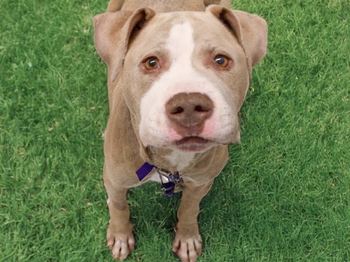 CUPID, a dog for adoption from Dumb Friends League