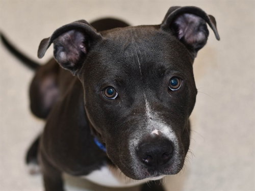 BULLWRINKLE, a dog for adoption from Dumb Friends League