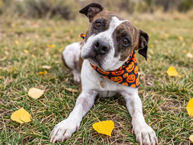 Leizo - Pit Bull Terrier
