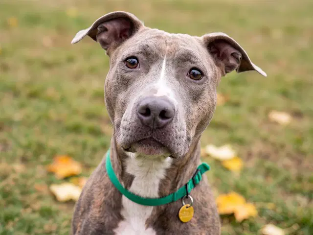 Pucca - Pit Bull Terrier