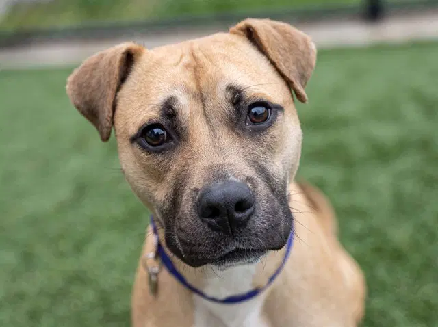 Collin - Pit Bull Terrier