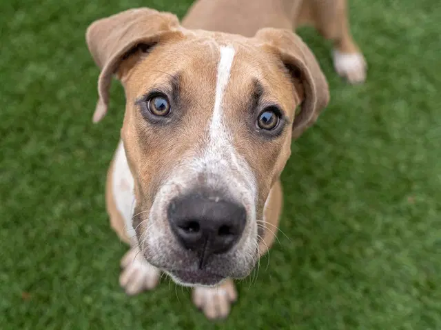 Mater - Great Dane