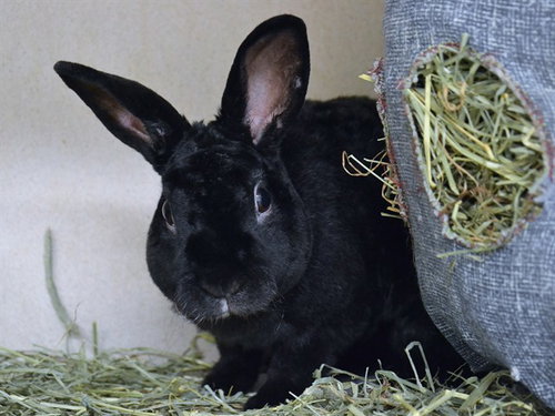 Bertie, Rex (medium coat)