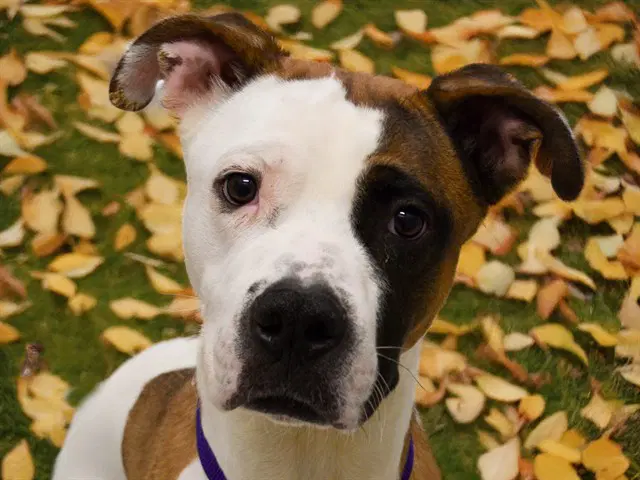 Chitray - Pit Bull Terrier