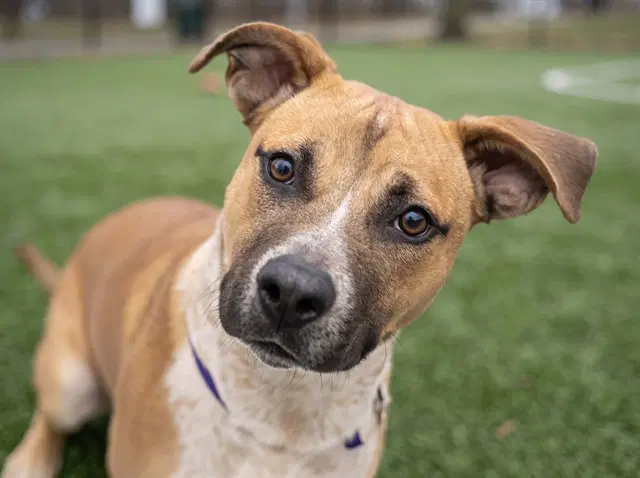 Trevor - Pit Bull Terrier