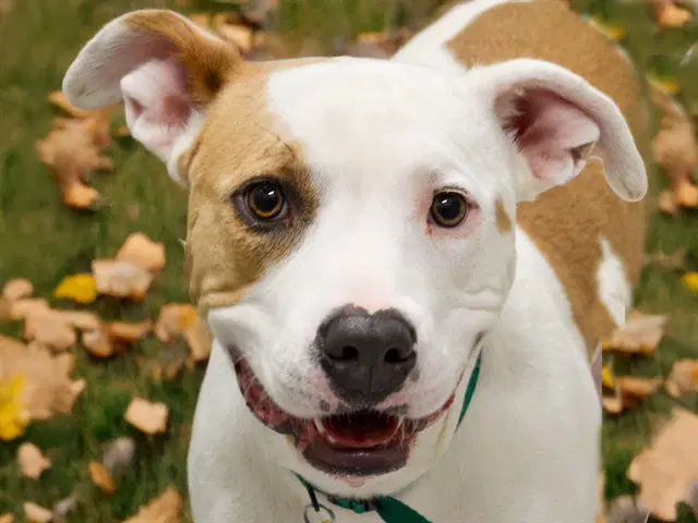 Willow - Pit Bull Terrier