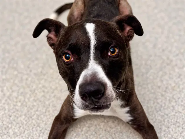 Dude - Pit Bull Terrier
