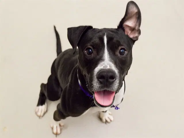 Pluto - Pit Bull Terrier