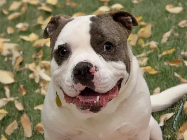 Kiefer - Pit Bull Terrier