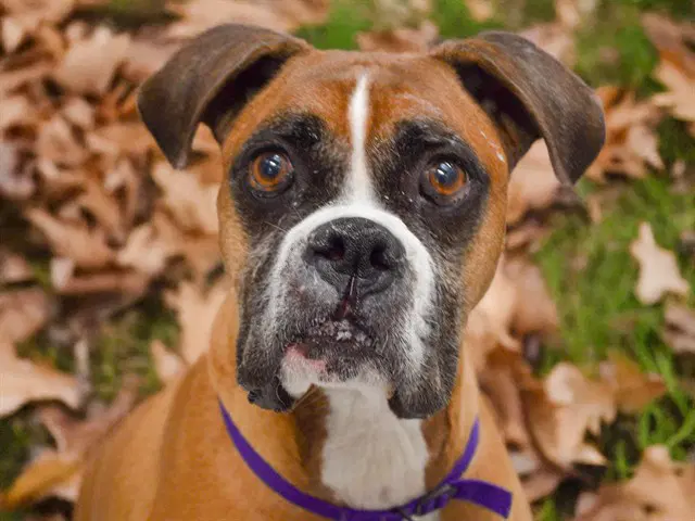 Duke - Boxer