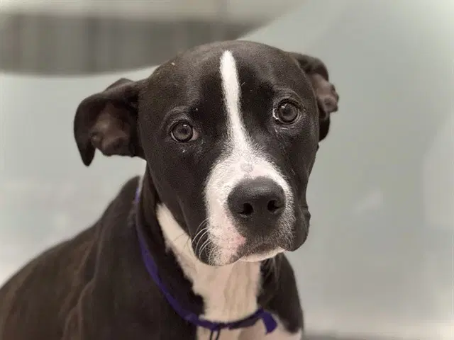 Styx - Pit Bull Terrier