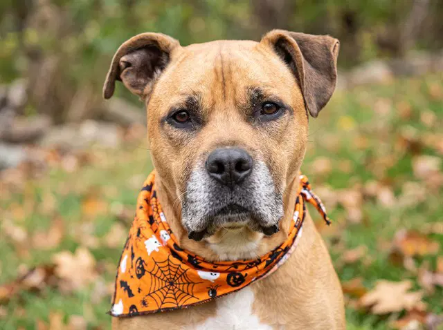 Carmelo - Boxer