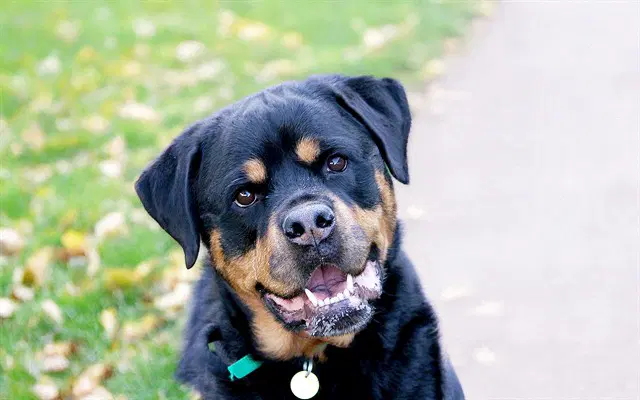 Zoey - Rottweiler