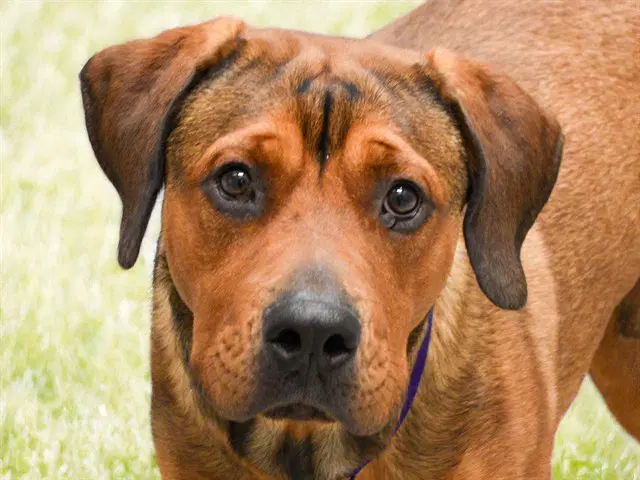 Bruno - Cane Corso Mastiff