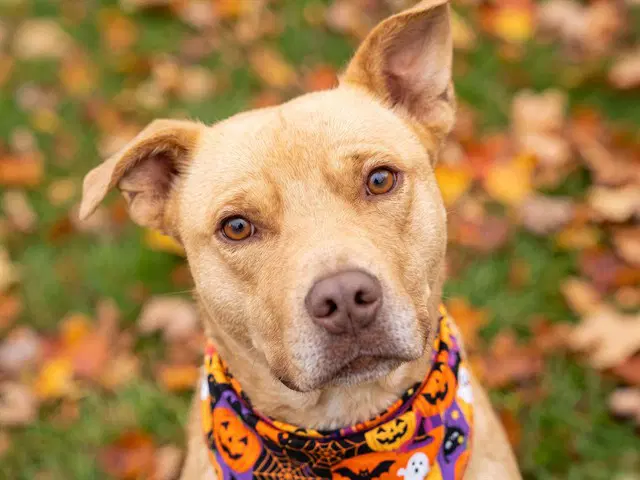 Blizzard - Pit Bull Terrier