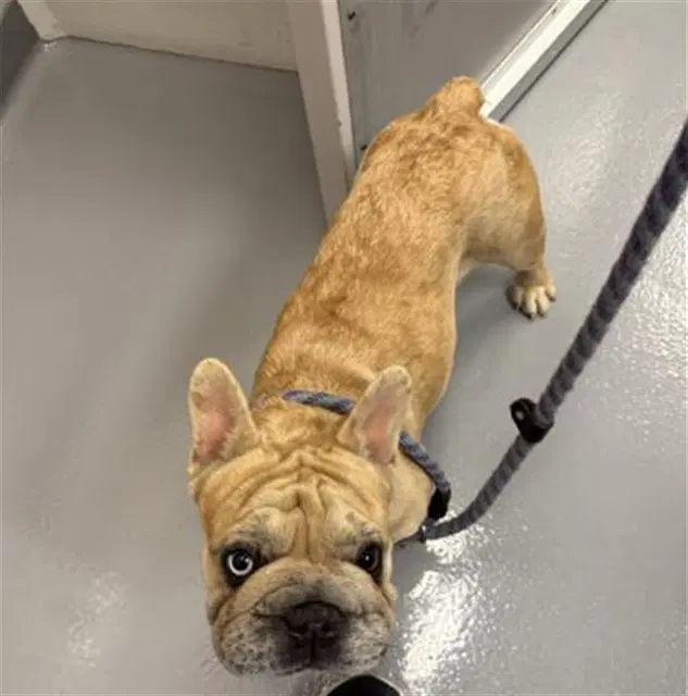 Strawberry Shortcake - French Bulldog