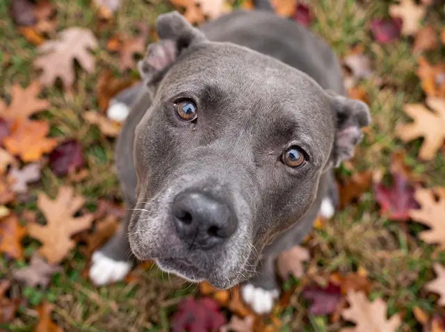 Callea - Pit Bull Terrier