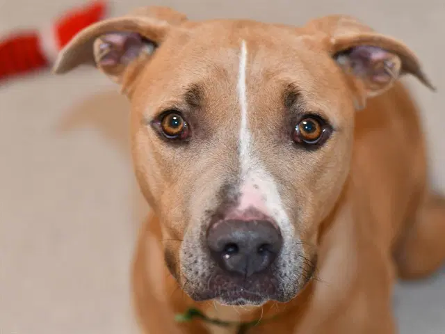 Mocha - Pit Bull Terrier