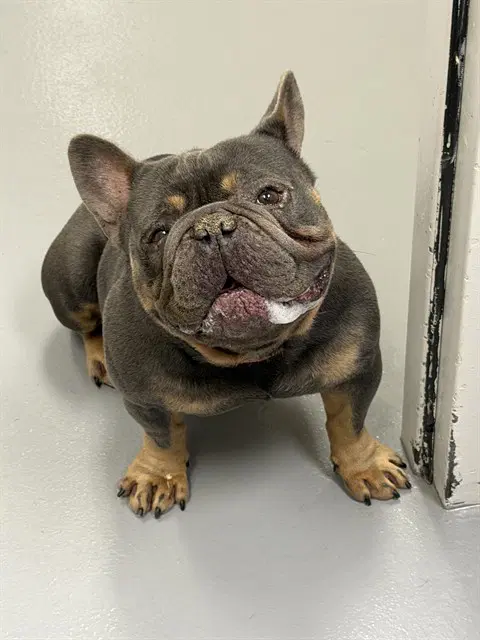 Bruce - French Bulldog