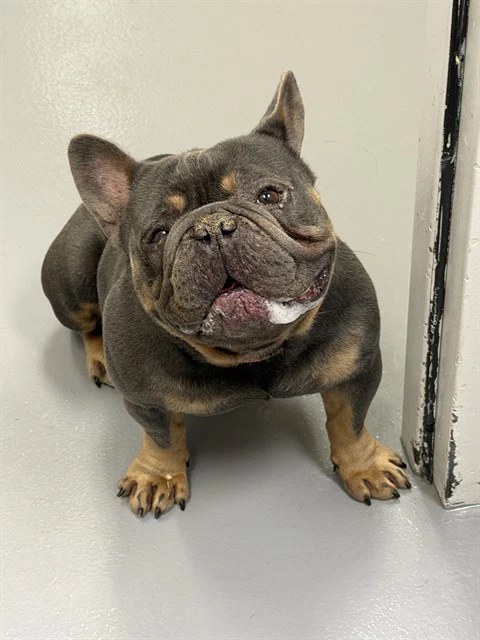 Bruce