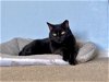 adoptable Cat in vero beach, FL named ADDIE