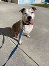 adoptable Dog in Vero Beach, FL named SASSY