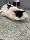 adoptable Guinea Pig in  named BOO-BOO