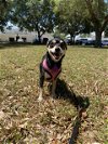 adoptable Dog in vero beach, FL named BABY