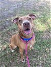 adoptable Dog in  named CHAROLETTE
