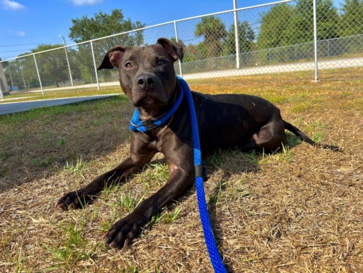 adoptable Dog in Vero Beach, FL named ECLIPSE
