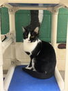 adoptable Cat in Vero Beach, FL named MELLA