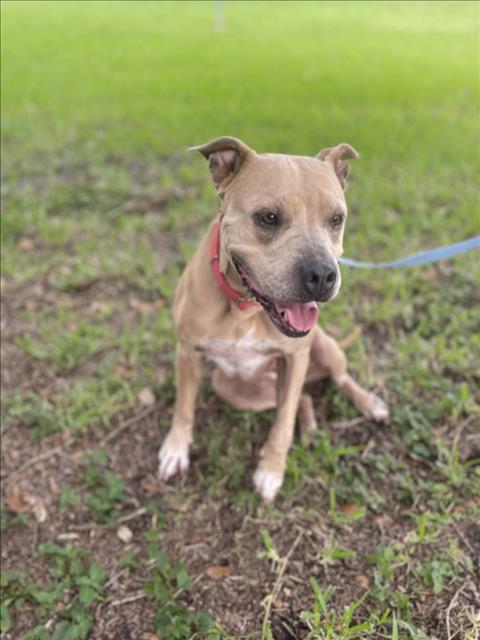 adoptable Dog in Vero Beach, FL named LADY LOVE