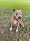 adoptable Dog in Vero Beach, FL named LADY LOVE