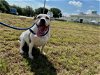 adoptable Dog in vero beach, FL named BEAR