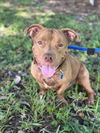 adoptable Dog in Vero Beach, FL named CHICO