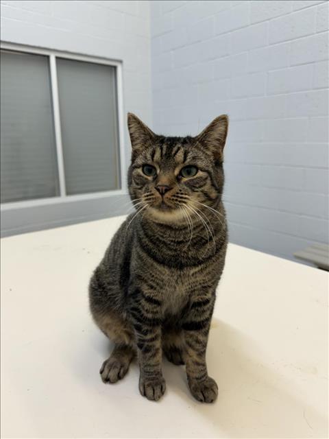 adoptable Cat in Vero Beach, FL named LAGATHA