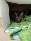 adoptable Cat in Vero Beach, FL named AYANNA