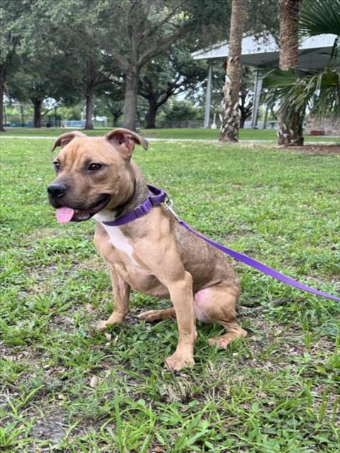 adoptable Dog in Vero Beach, FL named DEBBIE