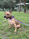 adoptable Dog in Vero Beach, FL named DEBBIE